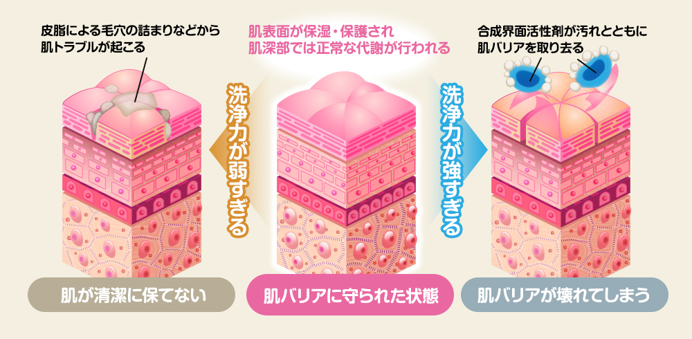 肌バリアに守られた状態では、肌表面が保湿・保護され、肌深部で正常な代謝が行われる