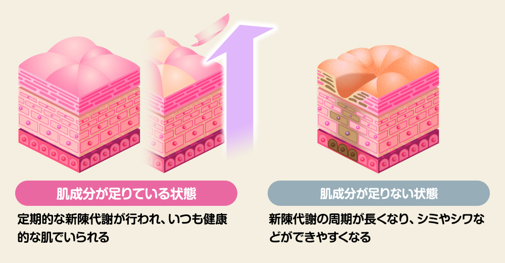 肌成分と新陳代謝の関係